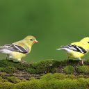 Two Little Birds  screen for extension Chrome web store in OffiDocs Chromium