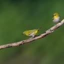 Two little birds  screen for extension Chrome web store in OffiDocs Chromium