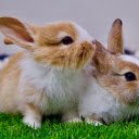 Two little bunnies  screen for extension Chrome web store in OffiDocs Chromium