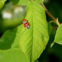 Two Little Ladybugs  screen for extension Chrome web store in OffiDocs Chromium