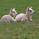Two Little Lambs  screen for extension Chrome web store in OffiDocs Chromium
