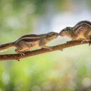 Two Little Squirrels  screen for extension Chrome web store in OffiDocs Chromium