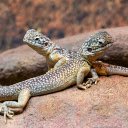 Two Lizards on a Rock  screen for extension Chrome web store in OffiDocs Chromium