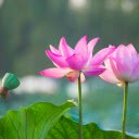 Two Lotus Flowers in a Pond  screen for extension Chrome web store in OffiDocs Chromium