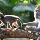 Two monkeys  screen for extension Chrome web store in OffiDocs Chromium