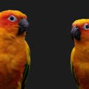 Two Orange Parrots  screen for extension Chrome web store in OffiDocs Chromium