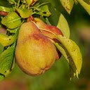 Two pears  screen for extension Chrome web store in OffiDocs Chromium