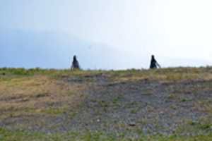 Free download Two Penguins Go Over the Hill free photo or picture to be edited with GIMP online image editor