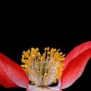 Two petal flower  screen for extension Chrome web store in OffiDocs Chromium
