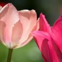 two petals  screen for extension Chrome web store in OffiDocs Chromium