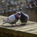 Two pigeons  screen for extension Chrome web store in OffiDocs Chromium