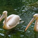 Two pink pelicans  screen for extension Chrome web store in OffiDocs Chromium