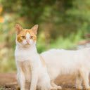 Two Pretty Cats  screen for extension Chrome web store in OffiDocs Chromium