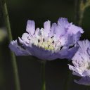 Two purple flowers  screen for extension Chrome web store in OffiDocs Chromium
