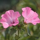 Two purple flowers  screen for extension Chrome web store in OffiDocs Chromium