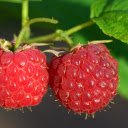 Two raspberries  screen for extension Chrome web store in OffiDocs Chromium