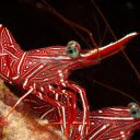 Two red shrimp  screen for extension Chrome web store in OffiDocs Chromium