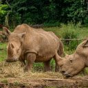 Two Rhinos Eating Hay  screen for extension Chrome web store in OffiDocs Chromium