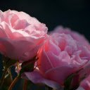 Two roses  screen for extension Chrome web store in OffiDocs Chromium