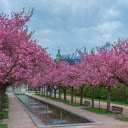 Two rows of flowers by a small lake  screen for extension Chrome web store in OffiDocs Chromium