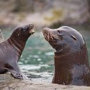 Two sea lions  screen for extension Chrome web store in OffiDocs Chromium