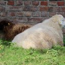 Two sheep  screen for extension Chrome web store in OffiDocs Chromium
