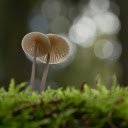two small beautiful mushrooms  screen for extension Chrome web store in OffiDocs Chromium