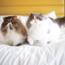 Two Snub nosed Kittens  screen for extension Chrome web store in OffiDocs Chromium