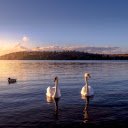 Two swans  screen for extension Chrome web store in OffiDocs Chromium