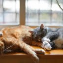 Two Tabby Kittens Lying Down  screen for extension Chrome web store in OffiDocs Chromium