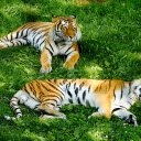 Two Tigers Lying on the Grass  screen for extension Chrome web store in OffiDocs Chromium