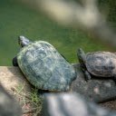 Two turtles  screen for extension Chrome web store in OffiDocs Chromium
