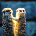 Two weasels  screen for extension Chrome web store in OffiDocs Chromium