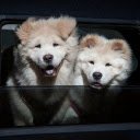 Two white dogs  screen for extension Chrome web store in OffiDocs Chromium