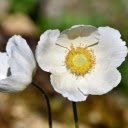Two white flowers  screen for extension Chrome web store in OffiDocs Chromium