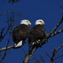 Two white headed birds  screen for extension Chrome web store in OffiDocs Chromium