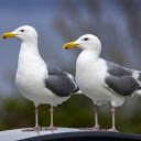 Two white seagulls  screen for extension Chrome web store in OffiDocs Chromium