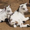 Two white spotted goats  screen for extension Chrome web store in OffiDocs Chromium