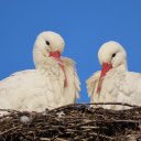 Two White Storks  screen for extension Chrome web store in OffiDocs Chromium
