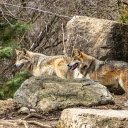 Two Wolves by the Rock  screen for extension Chrome web store in OffiDocs Chromium