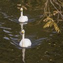 Two yellow beaked swans  screen for extension Chrome web store in OffiDocs Chromium