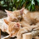 Two yellow cats  screen for extension Chrome web store in OffiDocs Chromium
