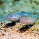 Two yellow eyed white fish  screen for extension Chrome web store in OffiDocs Chromium