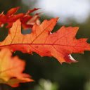 Two yellow leaves  screen for extension Chrome web store in OffiDocs Chromium