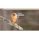 Tyto alba  screen for extension Chrome web store in OffiDocs Chromium