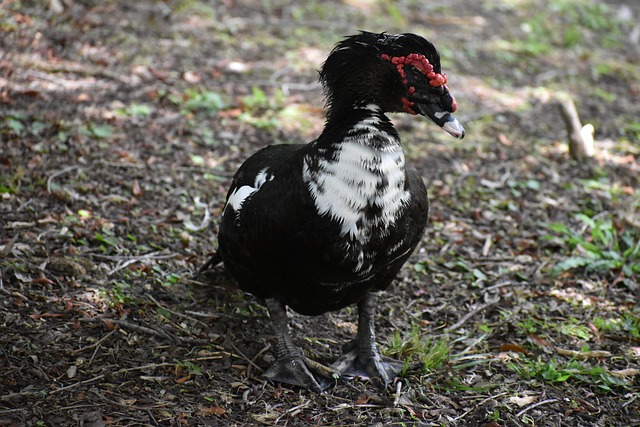 Kostenloser Download hässliche Ente Entenvater Tierwelt kostenloses Bild zur Bearbeitung mit dem kostenlosen Online-Bildeditor GIMP