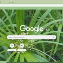 Umbrella Palm  screen for extension Chrome web store in OffiDocs Chromium