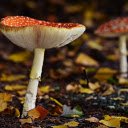 Umbrella shaped mushroom  screen for extension Chrome web store in OffiDocs Chromium
