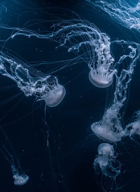 Free download underwater jelly fish aqua free picture to be edited with GIMP free online image editor