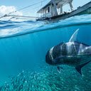 Underwater Life: Fish and Boat  screen for extension Chrome web store in OffiDocs Chromium